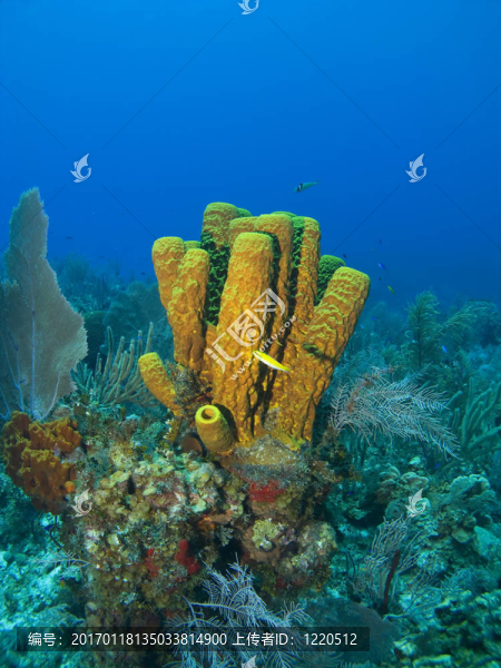 鱷魚島管海綿