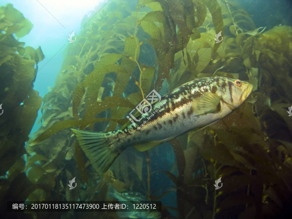 海帶中的海帶鱸魚