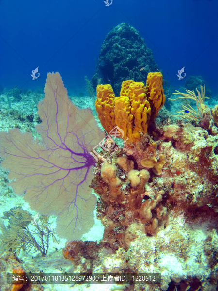 開曼群島的海風扇和海綿