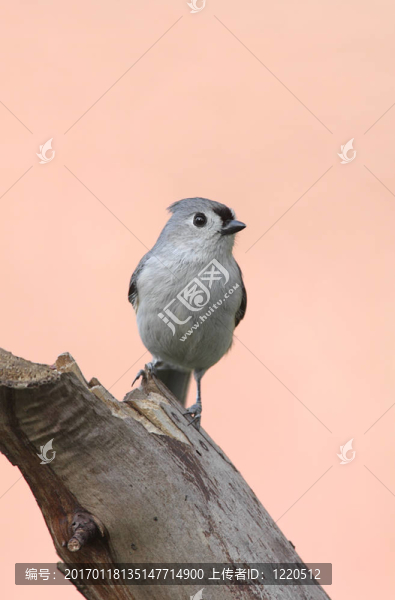 粉紅色背景的鳥(niǎo)
