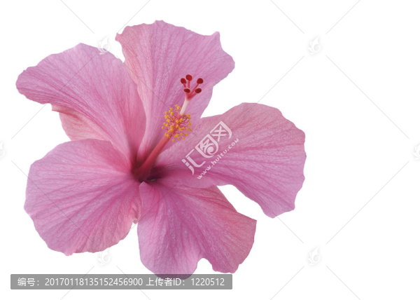 粉紅色的芙蓉花白色隔離