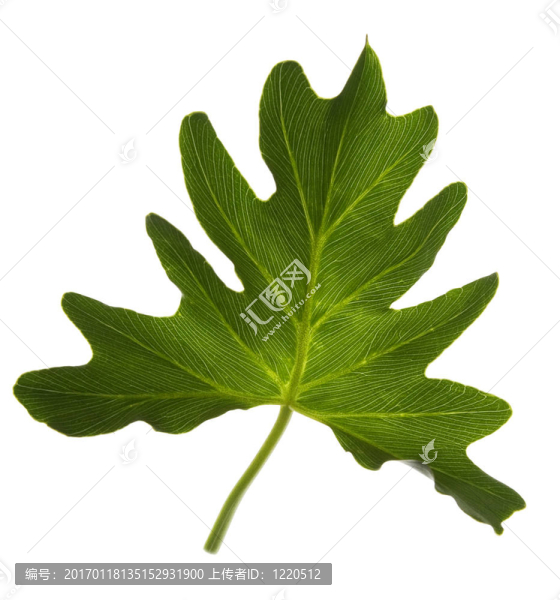白葉上的綠葉