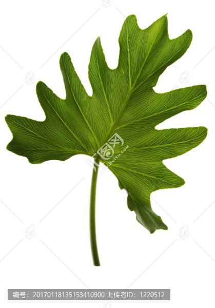 白葉上的綠葉。