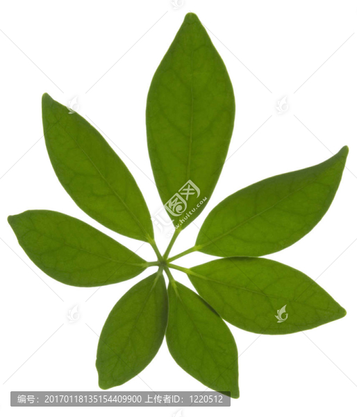 白葉上的綠葉