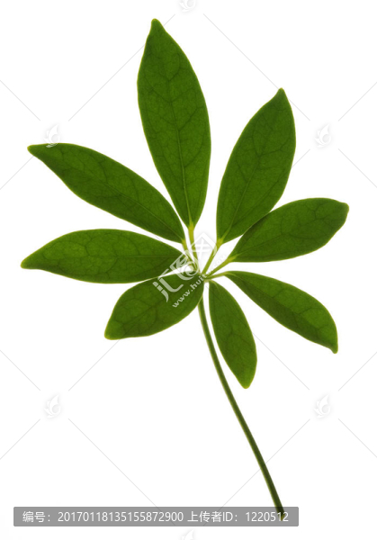 白葉上的綠葉