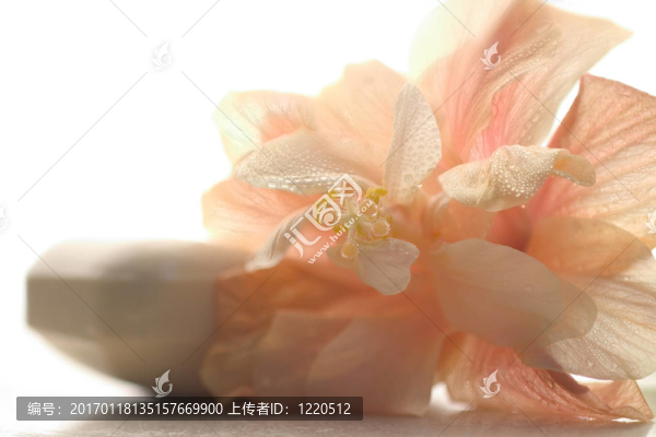 溫泉般的場(chǎng)景與肥皂和桃花芙蓉