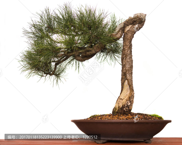 松樹盆景