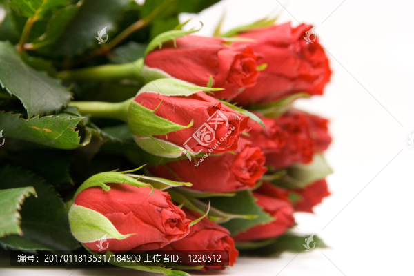 紅玫瑰隔離在WHI