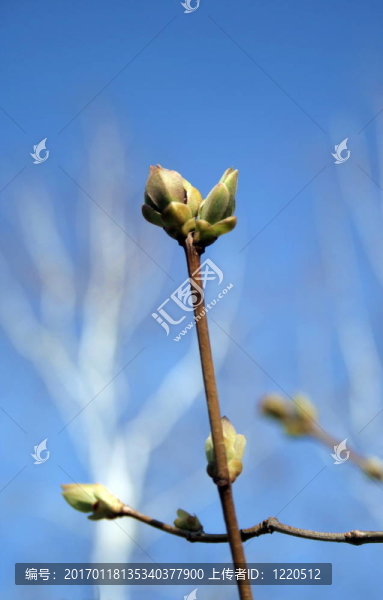 綻放的花蕾