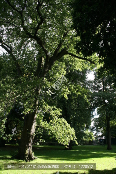公園1