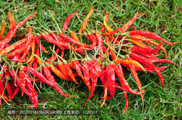 紅辣椒