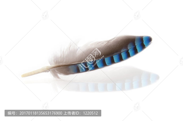 羽毛反射