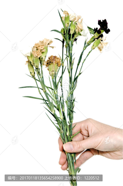 死去的花朵特寫