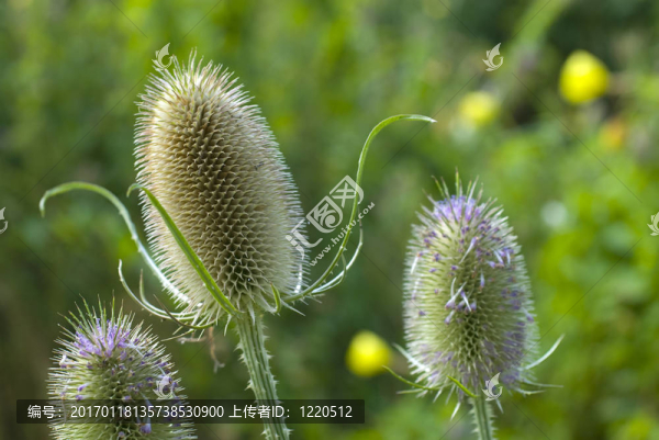 薊