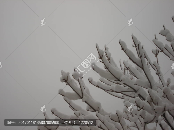 冰雪覆蓋的樹肢