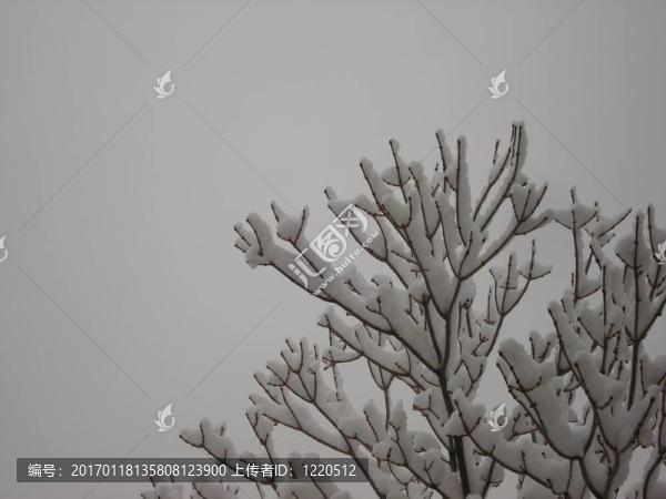 雪的樹(shù)枝