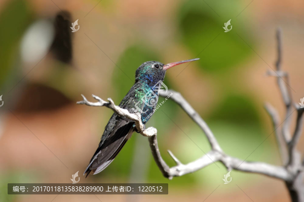 闊嘴蜂鳥（Cynanthus,latirostris）
