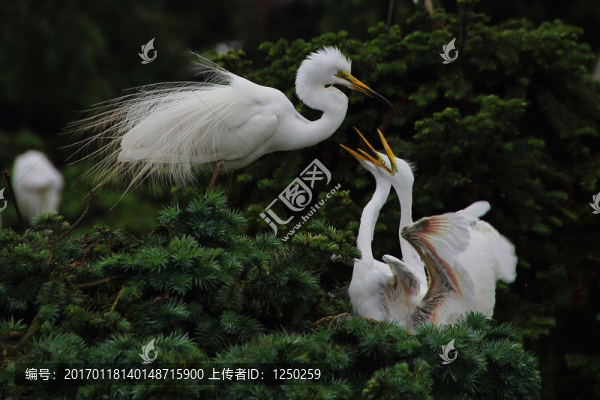 鷺鳥