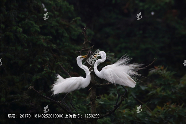 鷺鳥