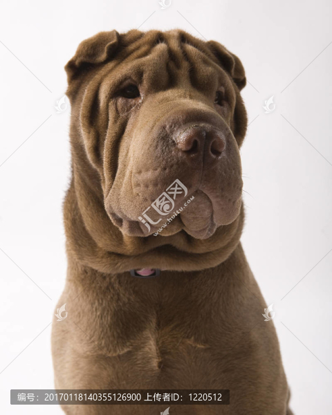 沙皮犬的畫像