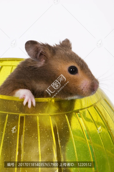 倉鼠