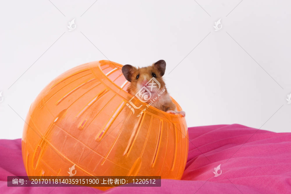 倉鼠