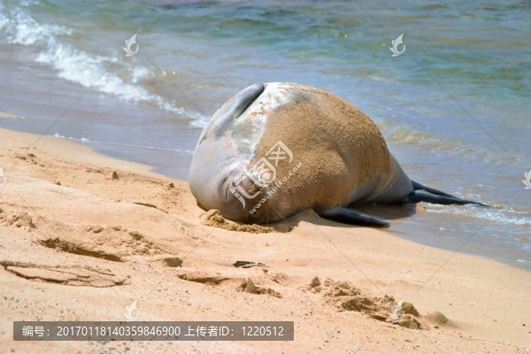 夏威夷僧海豹在海灘上