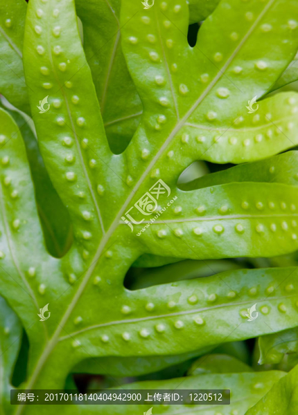 蕨類植物的葉子