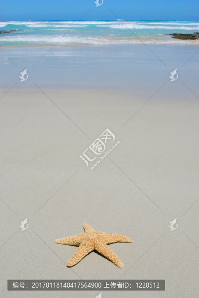 海灘上的海星