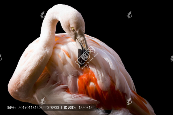 粉紅色的火烈鳥在黑色