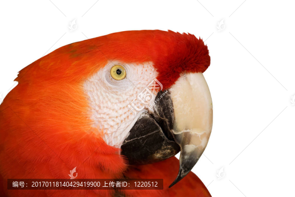 紅金剛鸚鵡特寫