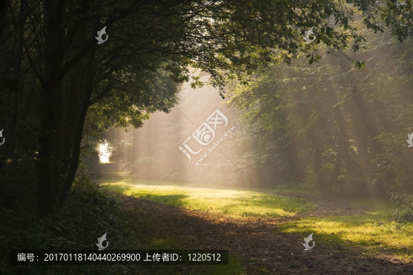 陽光和霧
