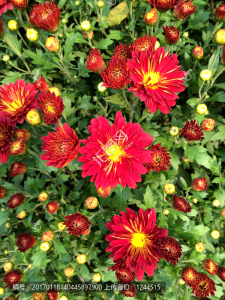 菊花