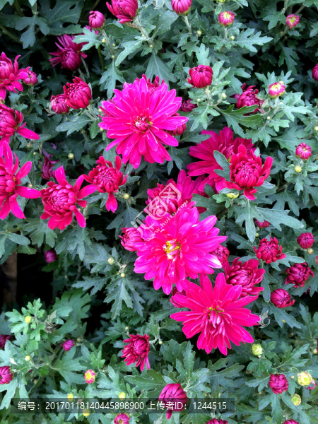 菊花