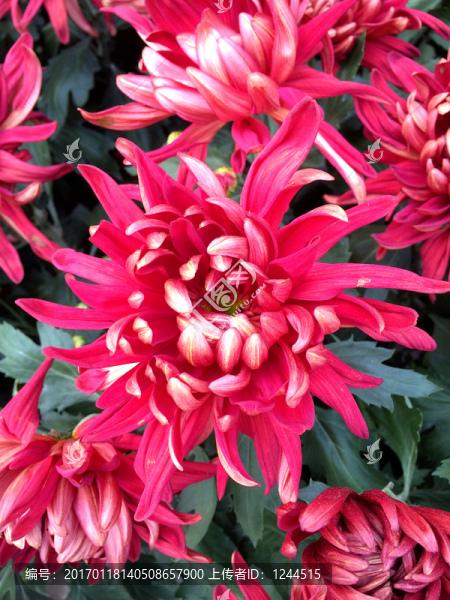 菊花