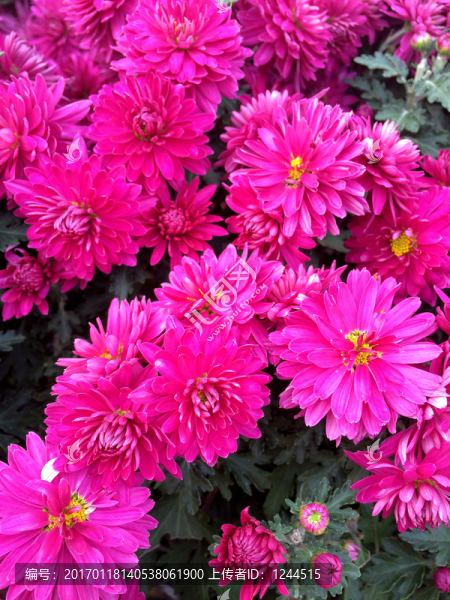菊花