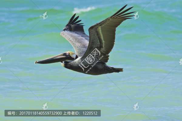 飛行的鵜鶘