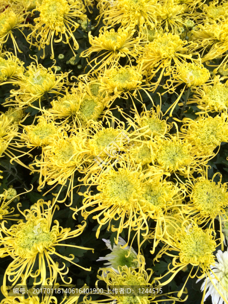 菊花