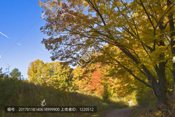 早晨的樹林