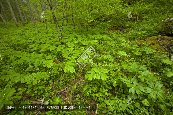 春；Whiteoak,Sink；大煙山脈NP；TN