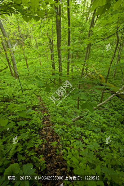 春天的痕跡；Whiteoak,Sink；