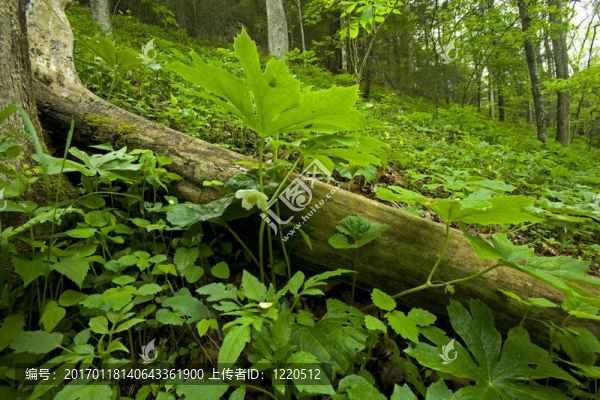 Mayapple；春；Whiteoak,Sink；大煙山脈NP；TN