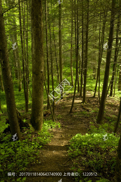 TRAIL；樹；Whiteoak,Sink