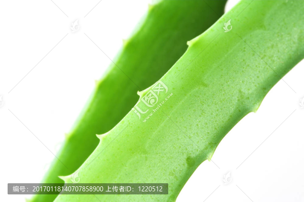 Aloe,Vera離開