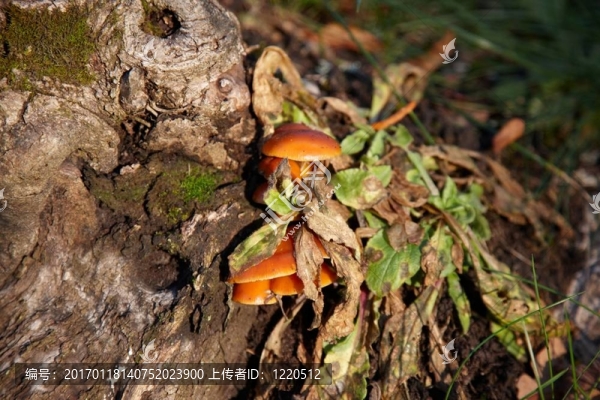 真菌