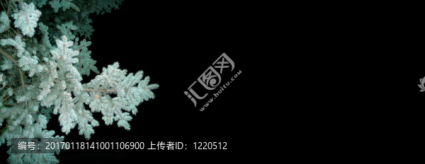 黑色背景上的毛皮樹