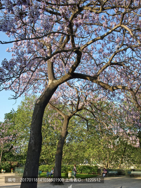 城市公園里的主要樹木