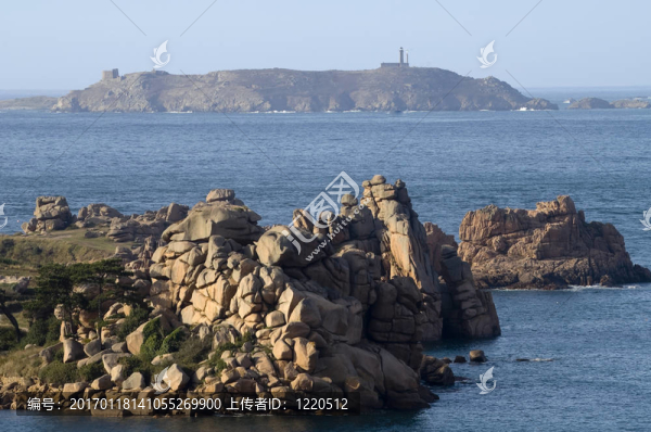 海岸布列塔尼犬