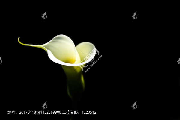 孤立莉莉