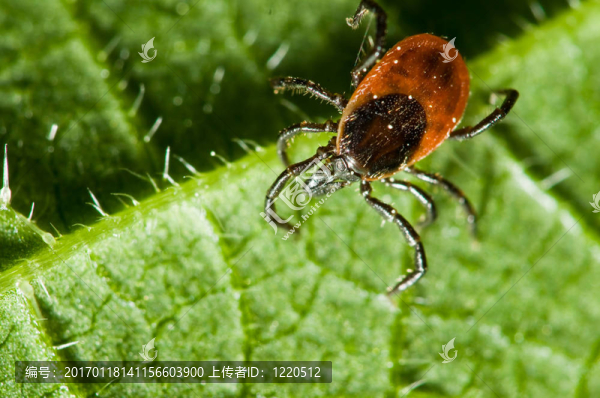 葉上蜱。Ixodes,ricinus。